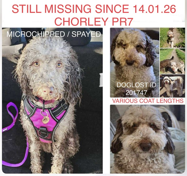 millypod1's tweet photo. 🆘14 JAN 2026 #Lost Fudge #ScanMe #STOLEN?? #STILLMISSING BOLTED FROM NEW DOG WALKER. YOUNG Labradoodle Female #PUPPY
Hic Bibi Lane #Chorley West #Lancashire #PR7 https://t.co/8L1MsXwRvJ https://t.co/zURTSd7OGe