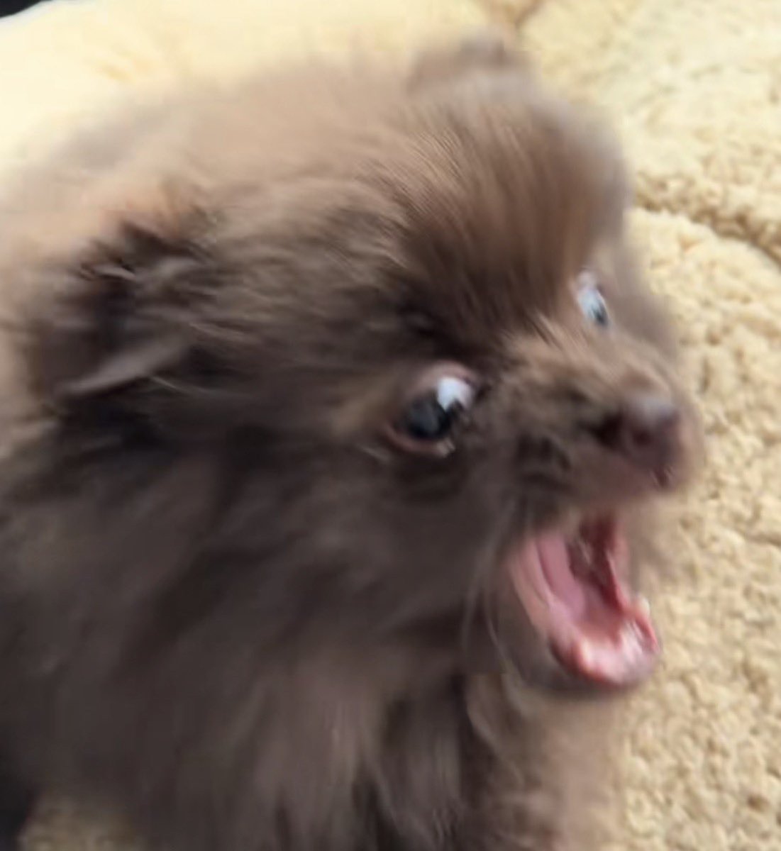 AsheIsLame🌸🦊| COMMS OPEN tweet media