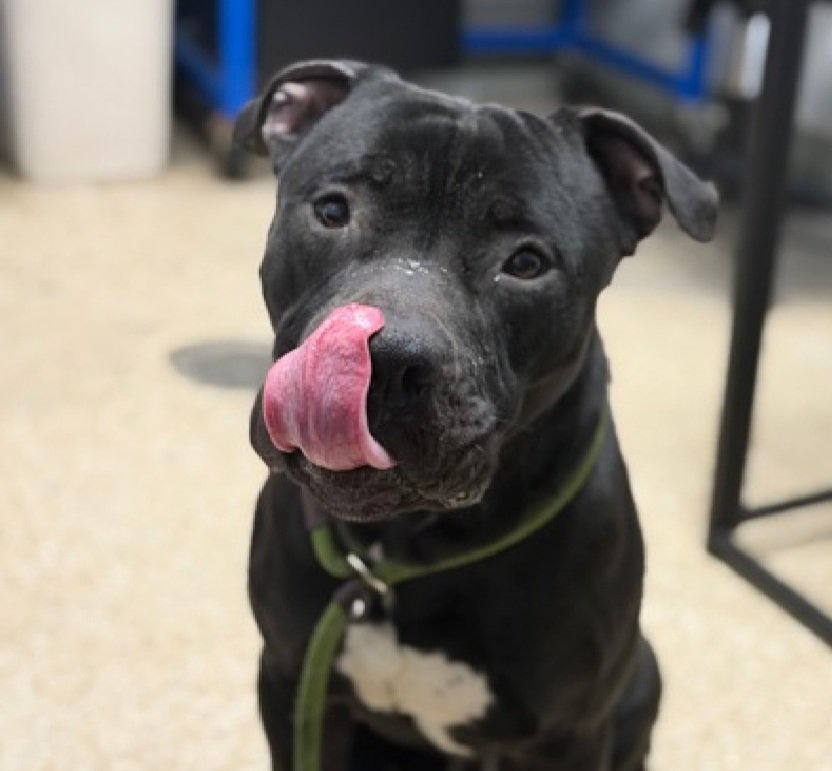 MorgFairsdogs's tweet image. Brick 244756
Kill Command 
#NYCACC #RescueOnly 
He is a cute 3 yr old
Has high levels of FAS in shelter
Leash bites &amp;amp; pancakes on walks
Needs exp all adult home 
Help save Brick!
#Pledge4Rescue #foster #adopt
#DogsofX