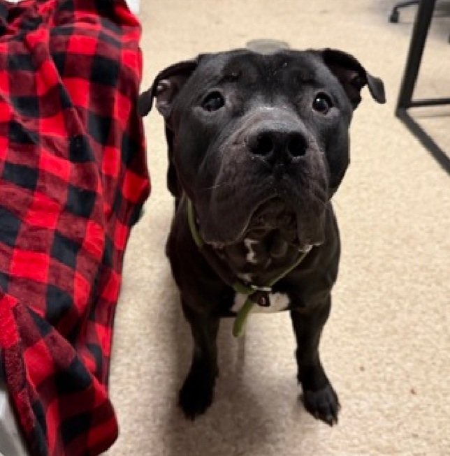 MorgFairsdogs's tweet image. Brick 244756
Kill Command 
#NYCACC #RescueOnly 
He is a cute 3 yr old
Has high levels of FAS in shelter
Leash bites &amp;amp; pancakes on walks
Needs exp all adult home 
Help save Brick!
#Pledge4Rescue #foster #adopt
#DogsofX