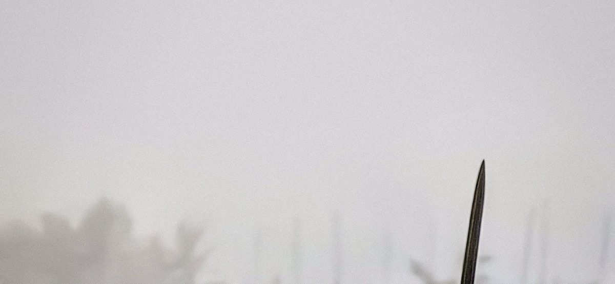 بزبلو. tweet media