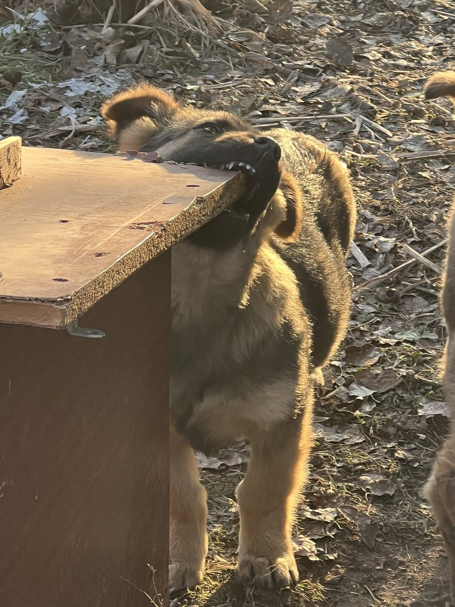 -Шакіра, не гризи будку !
-😏🤪