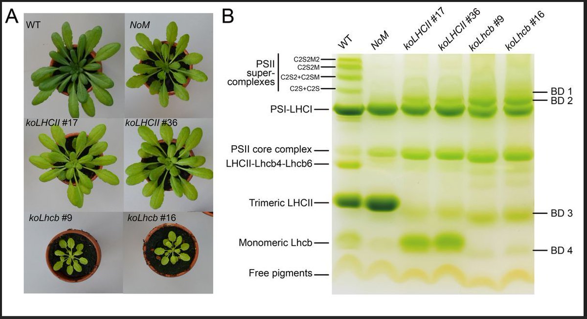 Plant Physiology tweet media