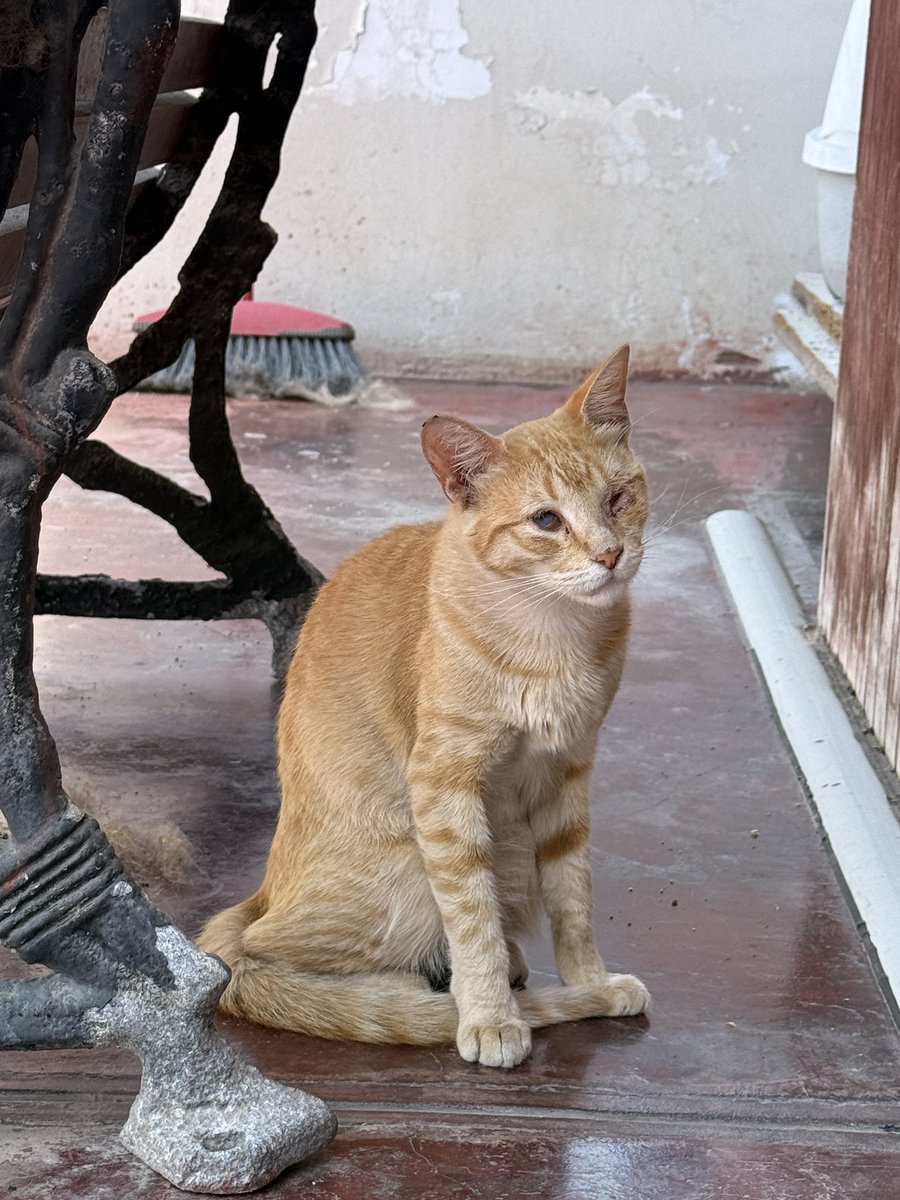 Ahora, la gatita ciega, sigue a mi cuidado después de 8 meses. No hay ninguna persona interesada en adoptarla y tampoco apoyo para su comida húmeda + arena y gotitas para los ojos. Les pido por favor ayuda para difundir 🙏🏼 cualquier donación a plin: 943120013