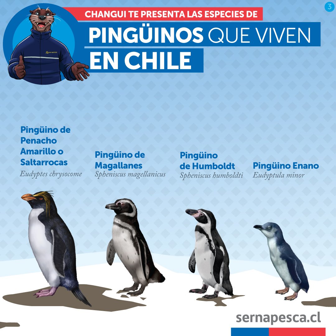 Los pingüinos son aves acuáticas no voladoras, que viven exclusivamente en el hemisferio sur. En Chile habitan 9 de las 18 especies que existen, incluso hay registros de avistamiento de un pingüino que habita en Nueva Zelanda. 

#DiaDeConcientizacionPorLosPinguinos