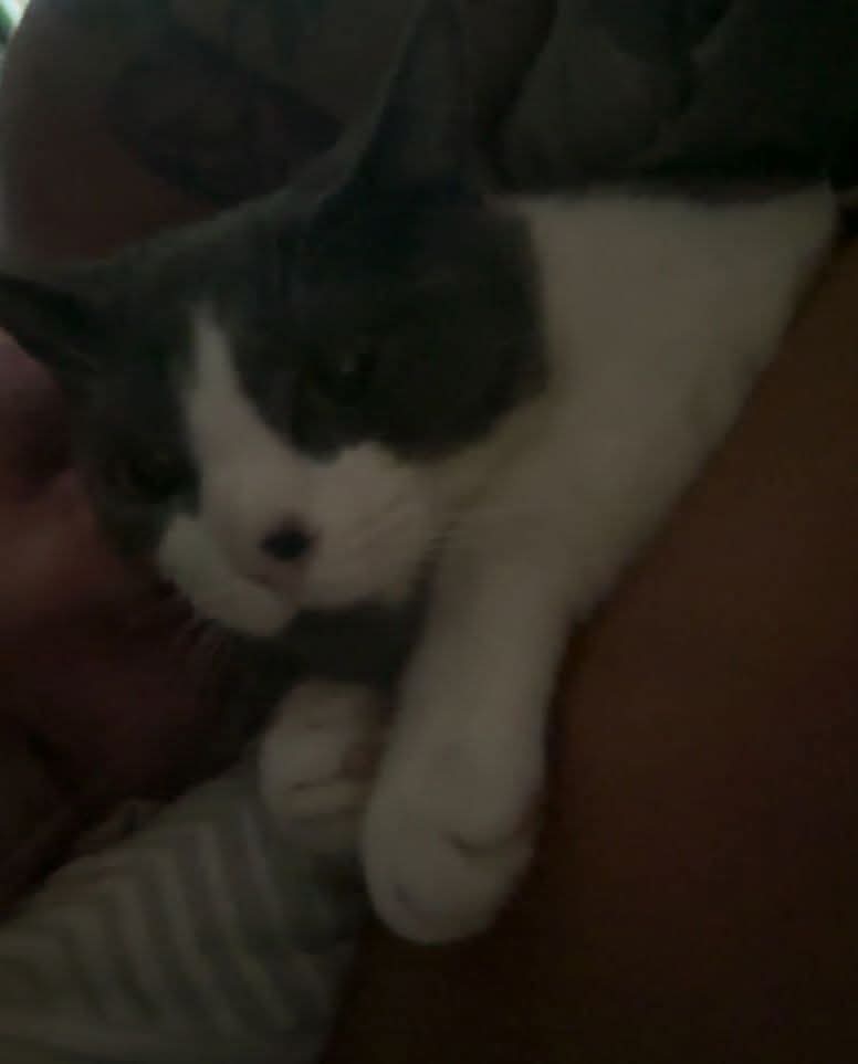 🛑SE BUSCA 🛑 perdido en la zona de carolinas alta en Alicante,el gatito es macho castrado y tiene microchip, cualquier información es válida si lo ves avisa
📲661581338
Porfavor alimentadoras de colonias en ALICANTE!!!!!