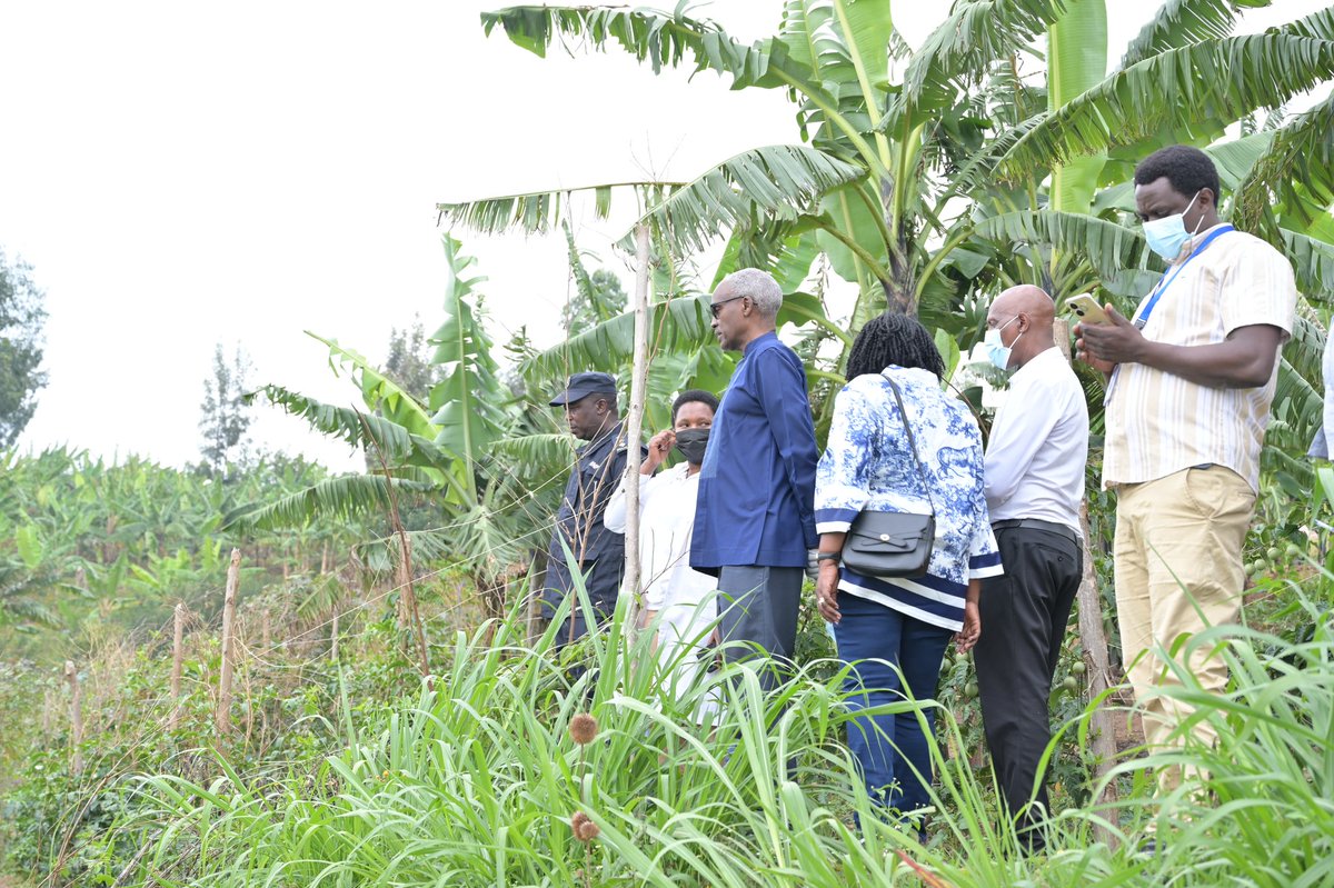 RuhangoDistrict's tweet photo. Harebwe ikiguzi cy'ibiryo by'amatungo niba kibereye aborozi, nyuma bakoranye inteko n'abaturage. Aborozi bagiriwe inama yo kugira bimwe bigomwa bakagaburira amatungo bihagije, hakaboneka ifumbire yo gukoresha mu mirima hanyuma umusaruro ukiyongera, kuko bizaba igisubizo. https://t.co/9vRyBSKCob
