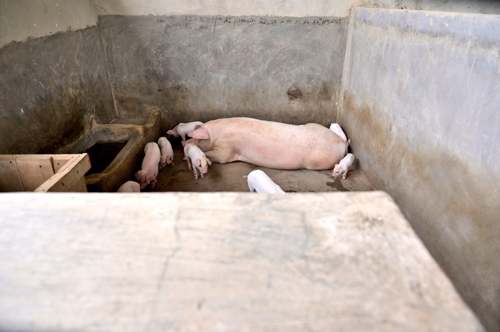 RuhangoDistrict's tweet photo. Harebwe ikiguzi cy'ibiryo by'amatungo niba kibereye aborozi, nyuma bakoranye inteko n'abaturage. Aborozi bagiriwe inama yo kugira bimwe bigomwa bakagaburira amatungo bihagije, hakaboneka ifumbire yo gukoresha mu mirima hanyuma umusaruro ukiyongera, kuko bizaba igisubizo. https://t.co/9vRyBSKCob
