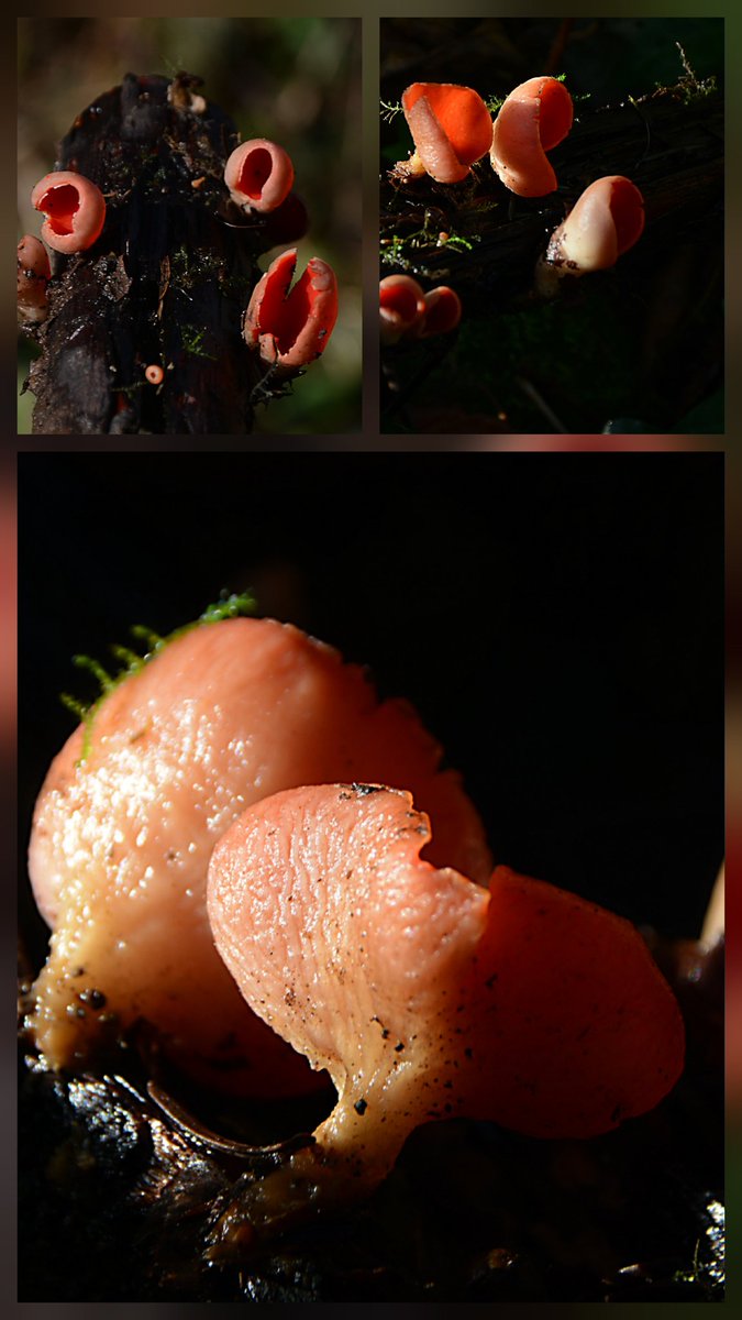 Scarlet Elf Cup.