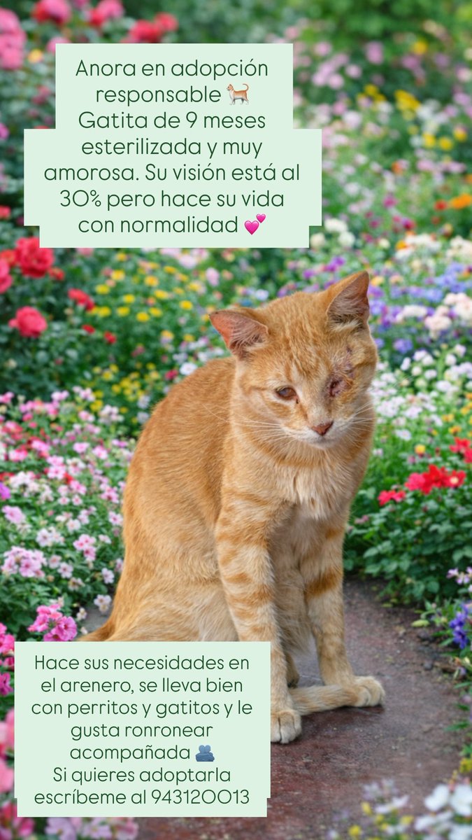 Anora en adopción responsable. Gatita esterilizada de 9 meses muy amorosa y juguetona busca un hogar para siempre. Se lleva bien con perritos y gatitos. Contacto: 943120013