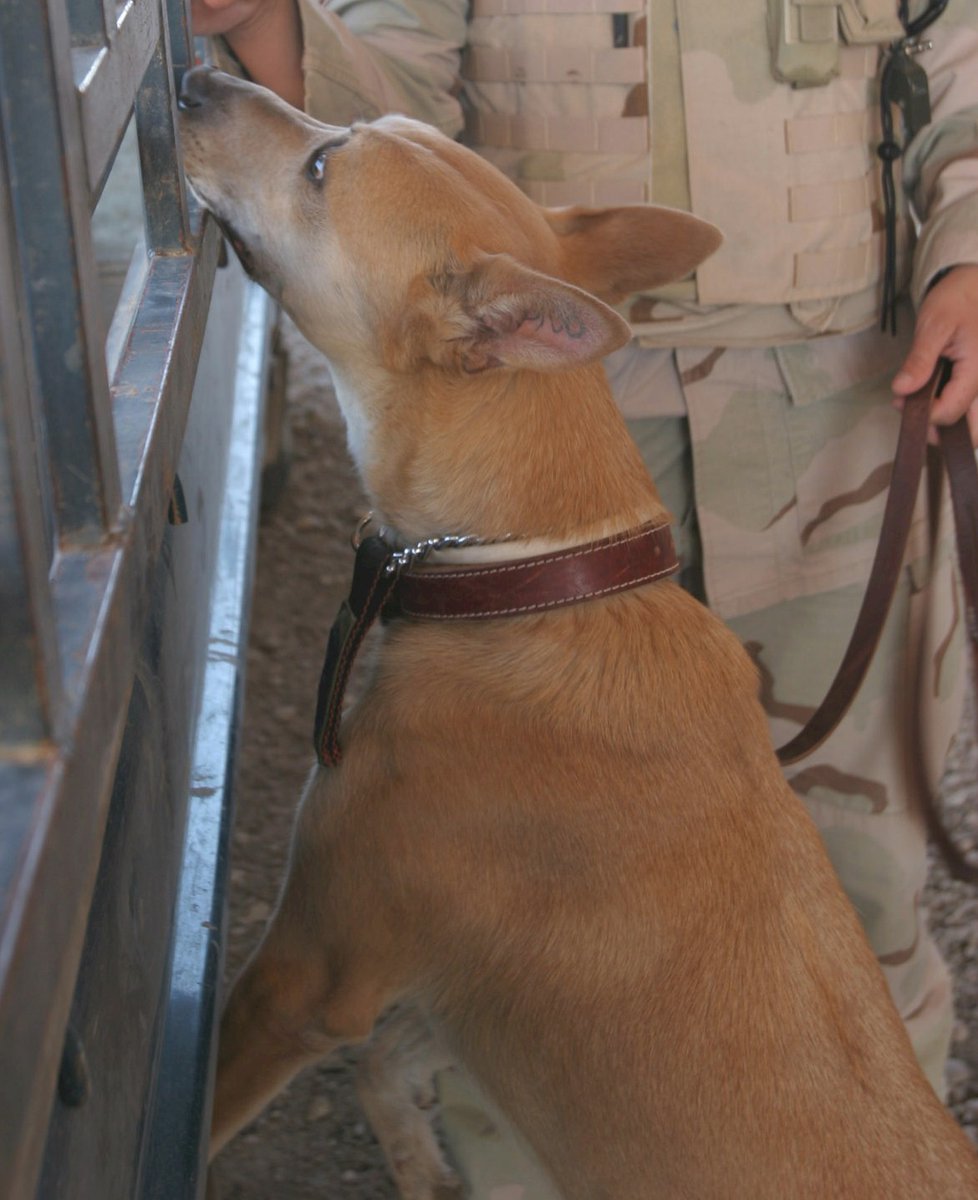 Honoring MWD Marco D108 EDD USAF, March 1, 2000 - January 19, 2007, Killed In Action, Iraq, OIF