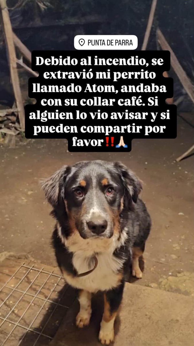 🔴🐶#Tomé PERRITO EXTRAVIADO

Debido a los incendios forestales, se extravió "Atom" en el sector Punta de Parra.

- Andaba con collar color café.

Si alguien lo ha visto llamar al : 983 661 338.

<a href="/carolinapinoc/">Caro 🌲 C.</a> <a href="/PerrosPlazaHuem/">Perras Tuiteras🐾 Barrio Franklin 🇨🇱🐶🐱</a>