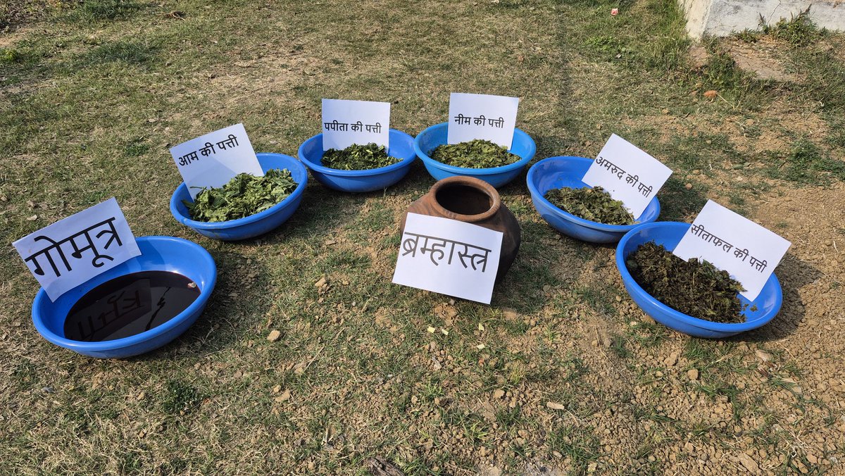 JnkvvP's tweet photo. दिनांक 19 जनवरी 2026 को राष्ट्रीय प्राकृतिक खेती मिशन अन्तर्गत पांच दिवसीय प्रशिक्षण कार्यक्रम मे कृषि विज्ञान केन्द्र पन्ना के वैज्ञानिक डा.पी.एन.त्रिपाठी एवं डा.आर.के.जायसवाल द्वारा कृषि सखियो को घनजीवामृत और ब्रम्हास्त्र बनाने और उसकी उपयोगिता के बारे मे प्रशिक्षण दिया गया। https://t.co/uPTl2jBLmA