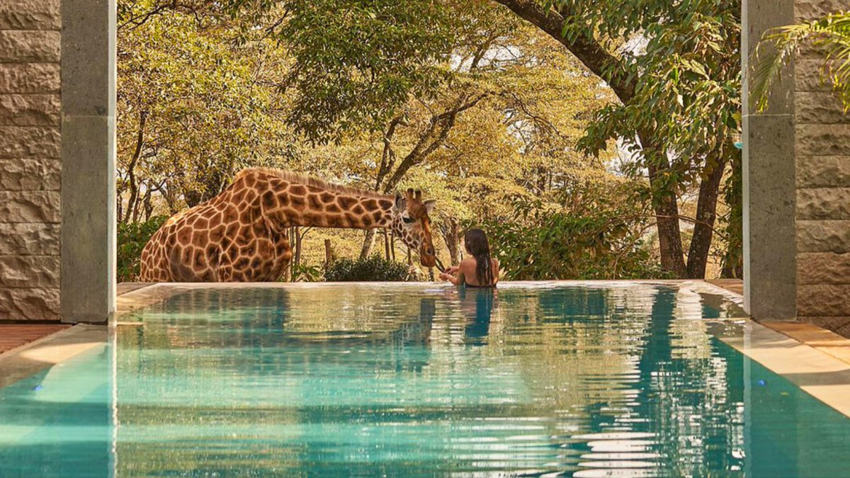 shop_lxuri's tweet photo. Experience one of the world’s most unforgettable stays at Giraffe Manor in Nairobi — a luxury boutique hotel where resident giraffes wander the grounds and may join you for breakfast.
>>> https://t.co/7Z8P4blAQQ
#GiraffeManor #LuxuryTravel #SafariStyle #BucketListStay #LXURI https://t.co/uFcLgoQLoy