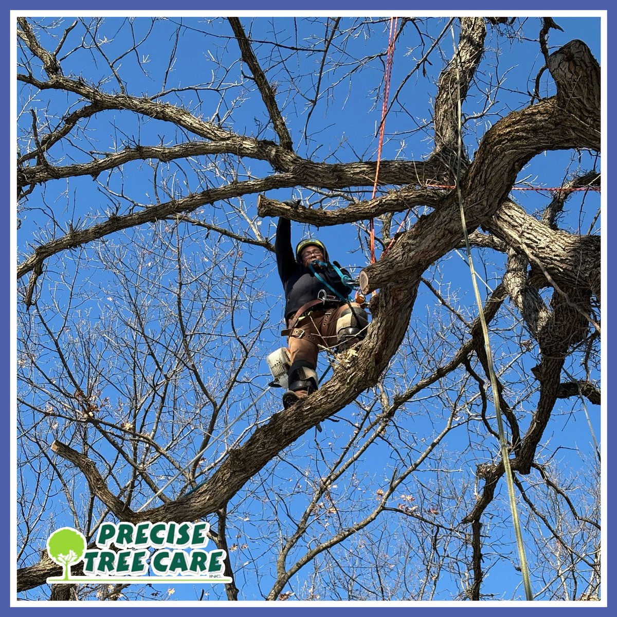 PreciseTreeCare's tweet image. Albino and crew are out braving the cold today. Cold weather or not, our crews are out taking care of trees all winter long.