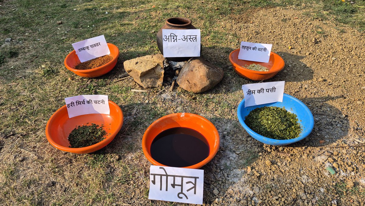 JnkvvP's tweet photo. दिनांक 20 जनवरी 2026 को राष्ट्रीय प्राकृतिक खेती मिशन अन्तर्गत पांच दिवसीय प्रशिक्षण कार्यक्रम मे कृषि विज्ञान केन्द्र पन्ना के वैज्ञानिक डा.पी.एन.त्रिपाठी और डा.आर.के.जायसवाल द्वारा कृषि सखियो को बीजामृत और अग्नि-अस्त्र बनाने और उसकी उपयोगिता के बारे मे प्रशिक्षण दिया गया। https://t.co/Vaz9B8iJ6l