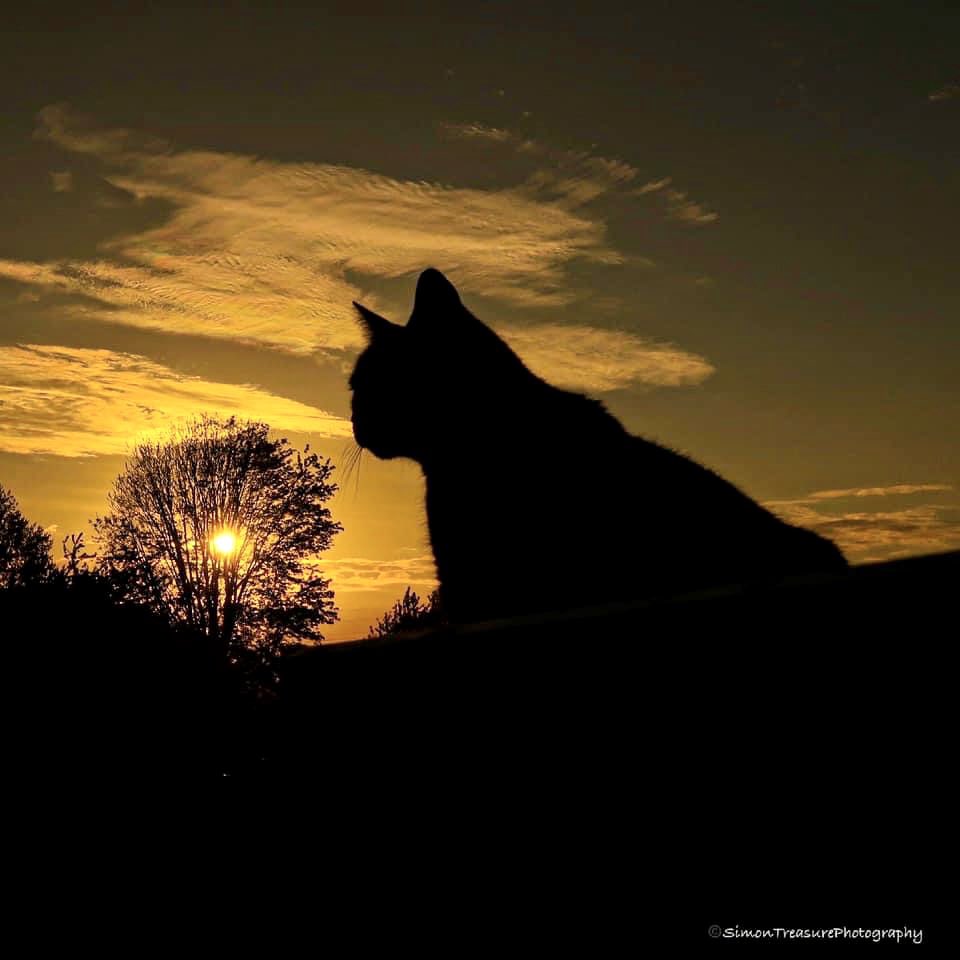 Simon Treasure Photography📷☕️ tweet media