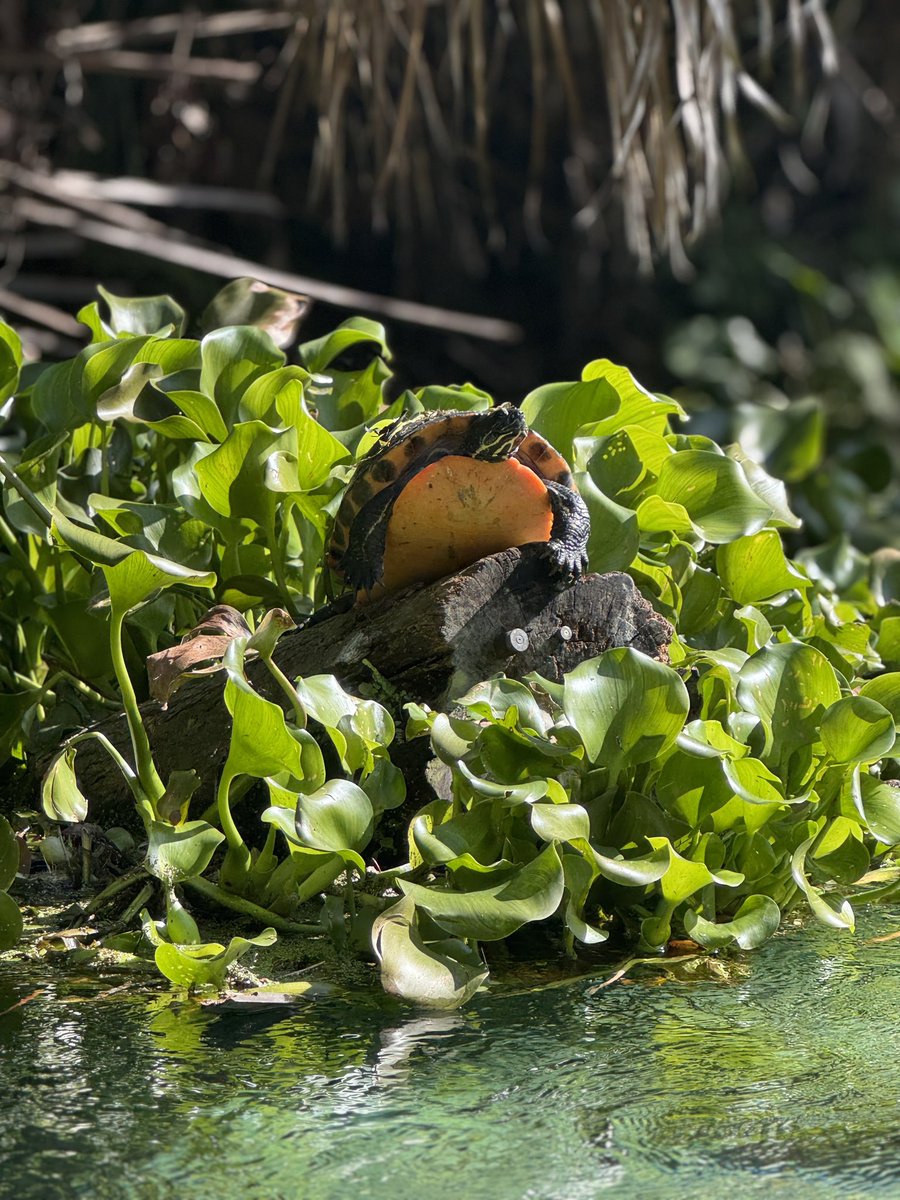 Kat Merchant tweet media