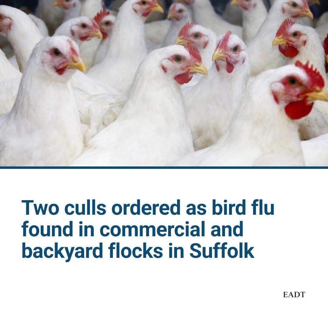 First pandemic of 2026 and it’s still January. Thank animal agriculture 🦠