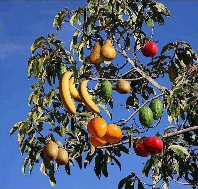 O6ios's tweet image. pra quem nunca viu um pé de tutti-frutti ele é assim