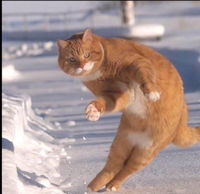 0t01132's tweet image. اذا ششششششفتها اعرررررررف في هدف او اسسسسسسسيست

😨😨😨😨😨💚