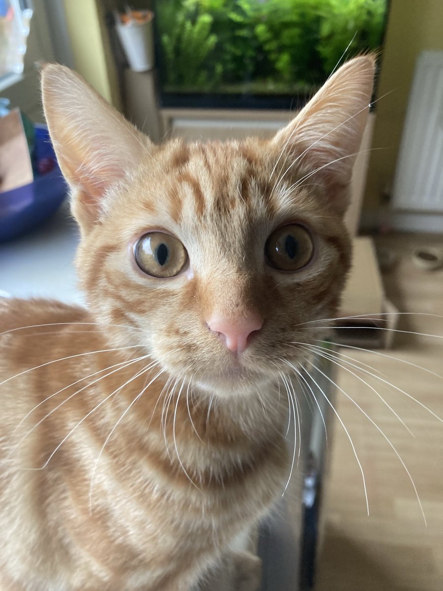 davidsupercat's tweet photo. One year ago, baby #orangejim https://t.co/Hg9feRuuyn
