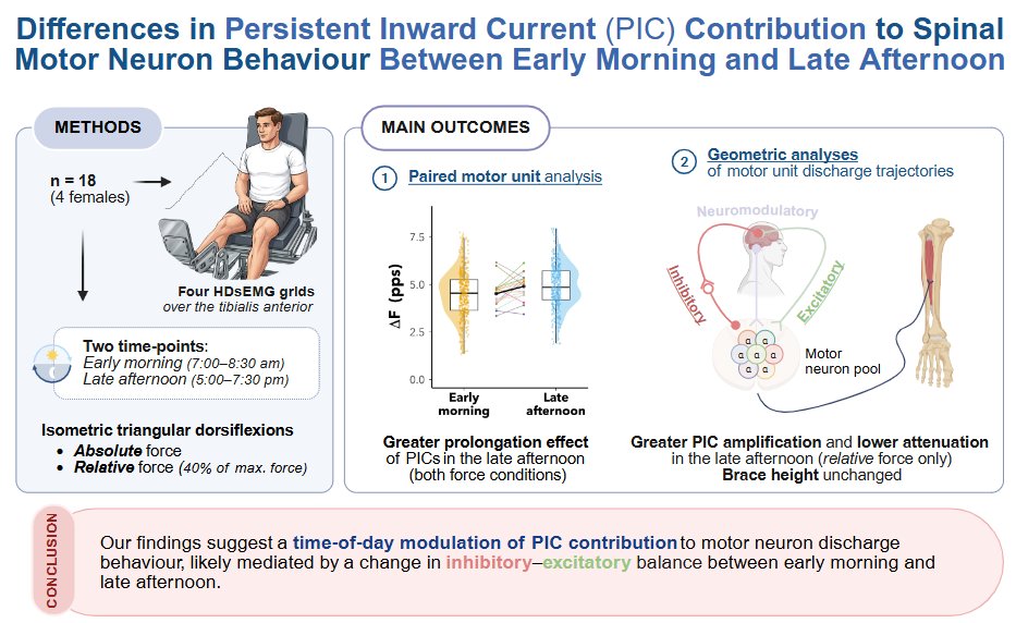 japplphysiol's tweet image. Check out the changes in your morning and afternoon routine in this #ArticleinPress, Differences in Persistent Inward Current Contribution to #Spinal Motor #Neuron Behaviour Between Early Morning and Late Afternoon (Bastien Bontemps et al.):

ow.ly/ZuIz50Y0go8
