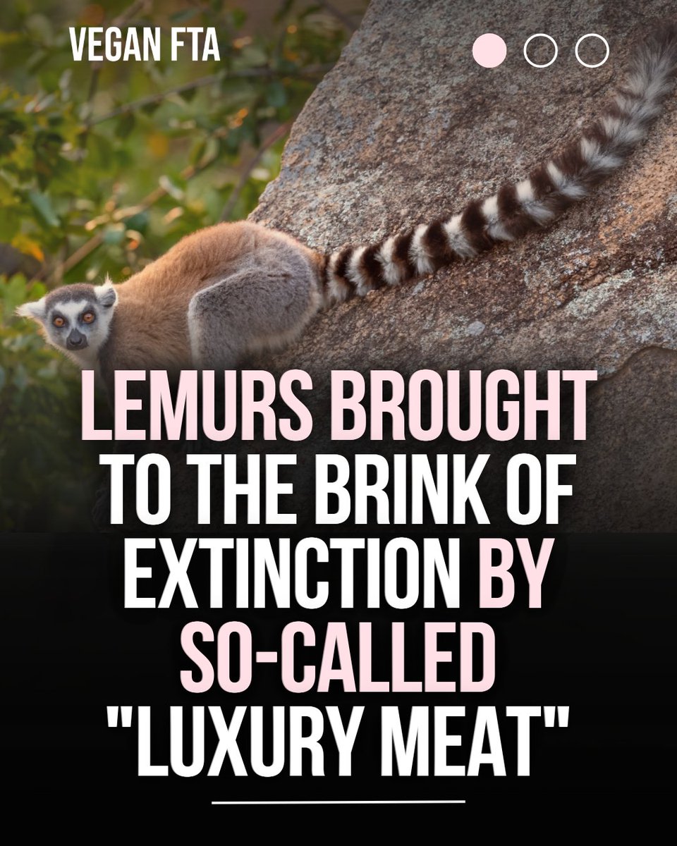 teamveganfta's tweet image. Madagascar's lemurs are being pushed to the brink of extinction by the rise of so-called "luxury meat" among affluent sections of the country's cities. 💔

👉 Find out more: veganfta.com/articles/2025/…

#lemur #lemurs #primates #conservation #madagascar