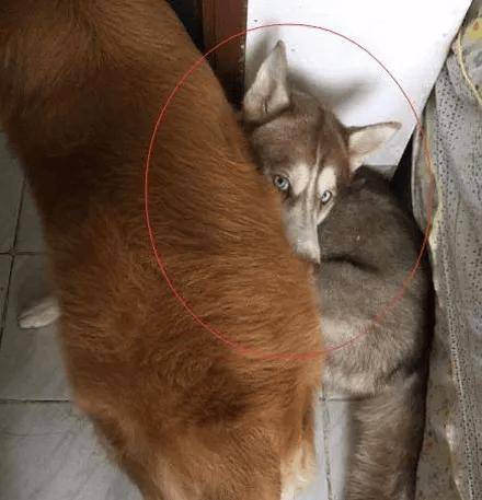 heee90607421's tweet image. "Home isn’t perfect without a wagging tail by your side  #PetCompanion #HomeWithPets"