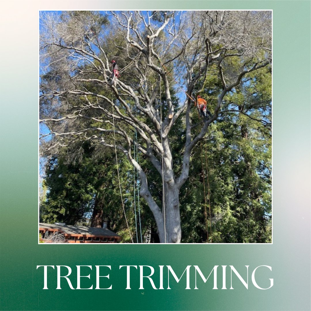 ColoresTree's tweet photo. Healthy trees need regular care. My #TreeTrimming services promote strong growth and keep your property looking sharp. Let me keep your trees in top shape—schedule your trim today!
https://t.co/cCDGnRoCF4 https://t.co/7lj3XveoY7