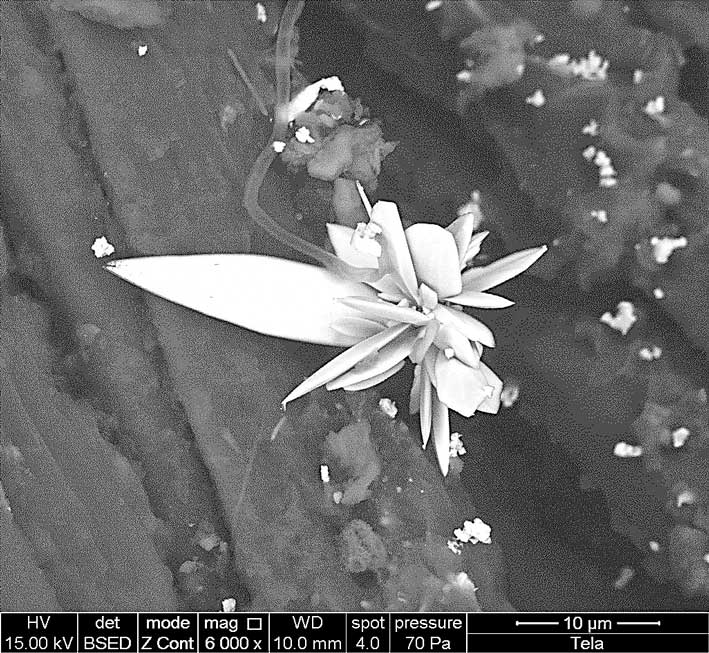 La Inventadera tweet media