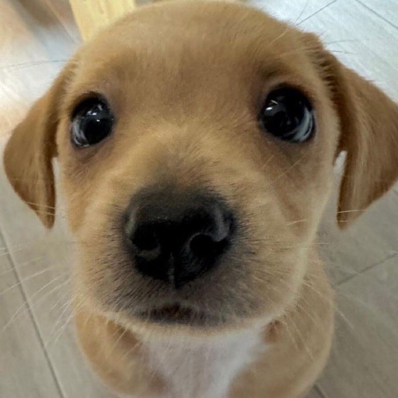 maycolindogatin's tweet image. ideia de date: vou pra sua casa e fico te olhando assim enquanto vc me fala sobre as coisas que vc gosta