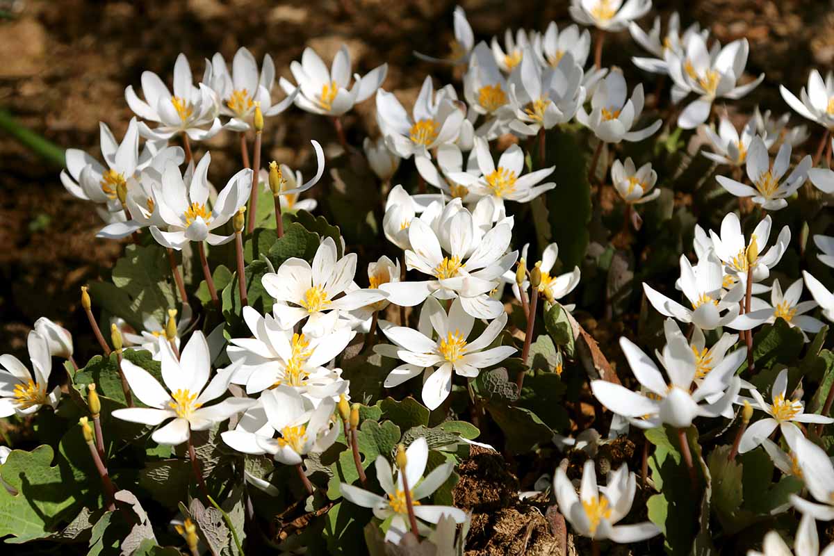 Gardeners_Path_'s tweet photo. How to Grow and Care for Bloodroot Plants - Bloodroot is a stunning early-spring bloomer with a rich botanical backstory. Read our guide now to learn how to grow and care for Sanguinaria canadensis on Gardener's Path. #gardeningtips #bloodroot https://t.co/WBgF2NA57x https://t.co/yj20dNN5W9