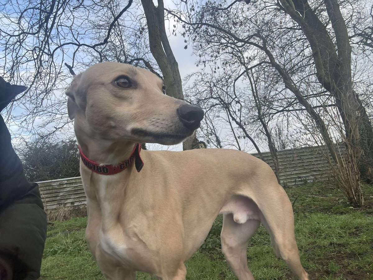 Adam will be up for adoption soon.