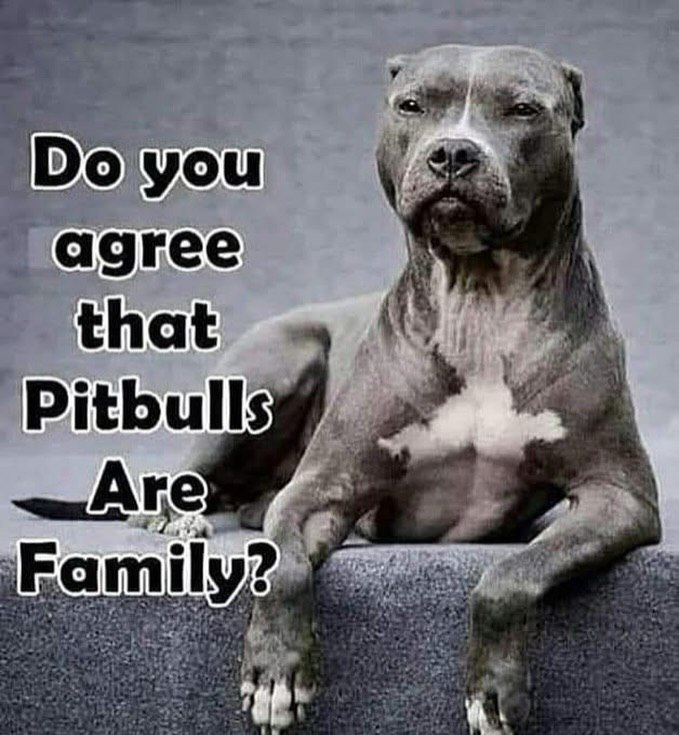 Doggy Mix (@pawprintsdaily6) on Twitter photo 