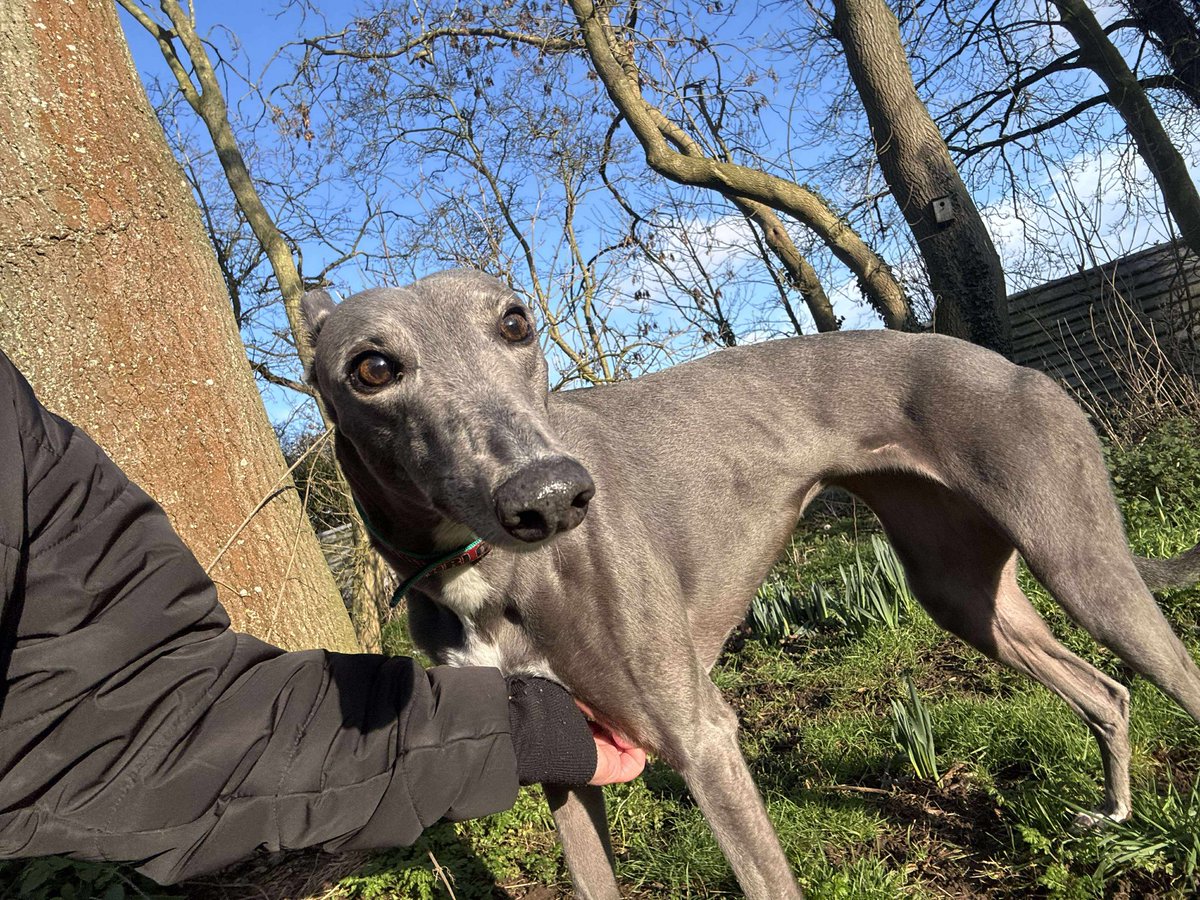 Kim will be up for adoption soon