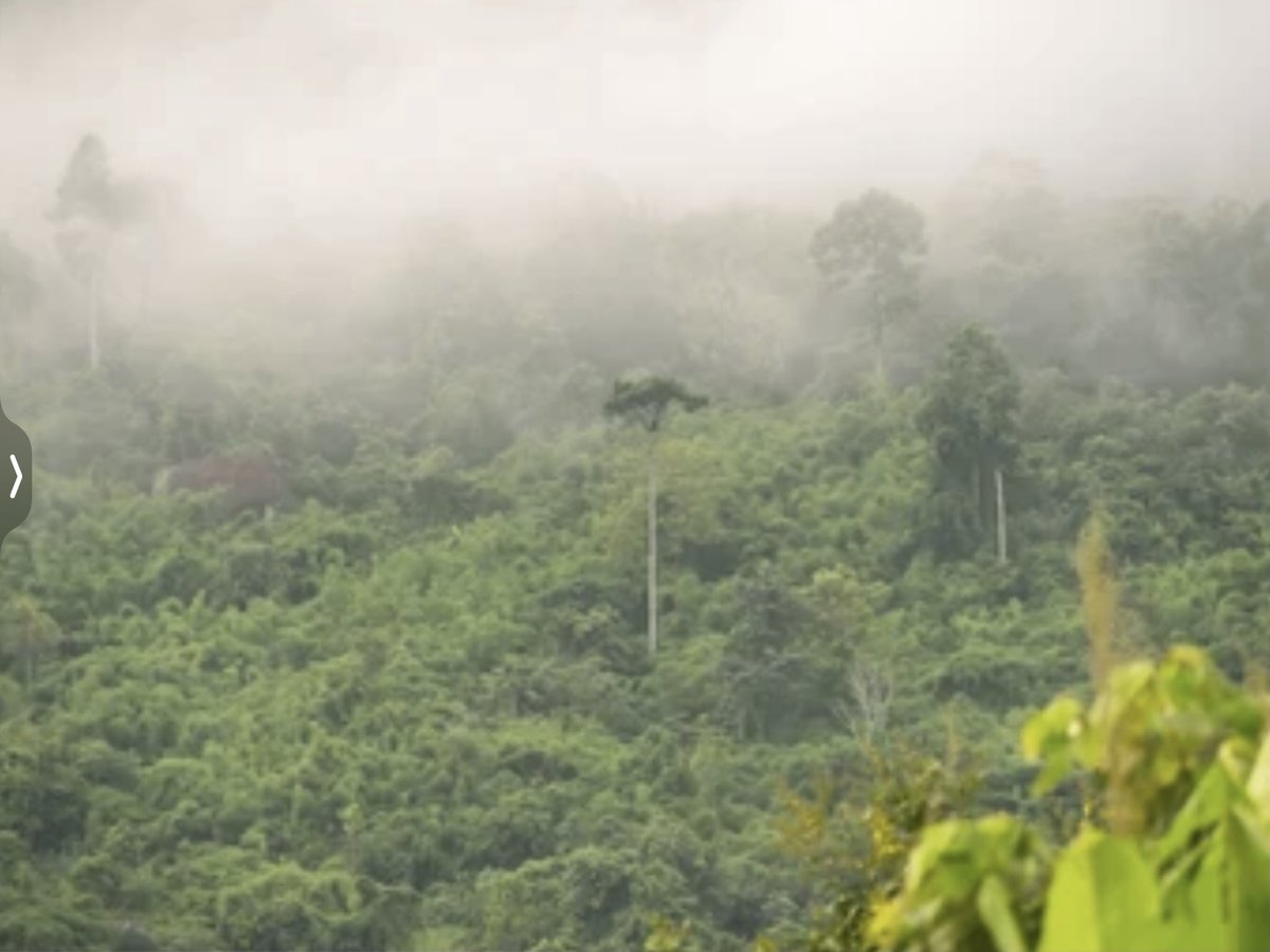 tblend3's tweet photo. Pauper’s Temple

Unique clean ginger
taste lingers light green roots
Moist rainforest soil
-
A wizard #looms there
A branch he teaches to walk
The sky cries daily
-
The vestige of sun
Onset clouds rumble for some
eternity ends

#vss365 #BraveWrite #inkMine #FoxProse
#haiku https://t.co/Q5U0EXTOh9