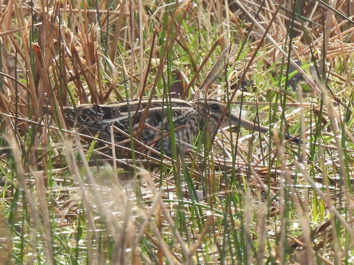 1 of 2 Common Snipe hiding in the marsh on Beeston Common today