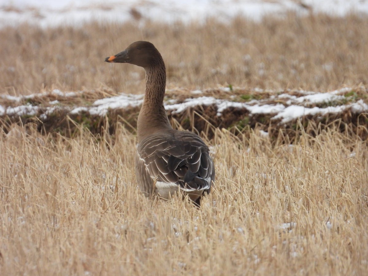 久々のヒシクイ　岩野古新田