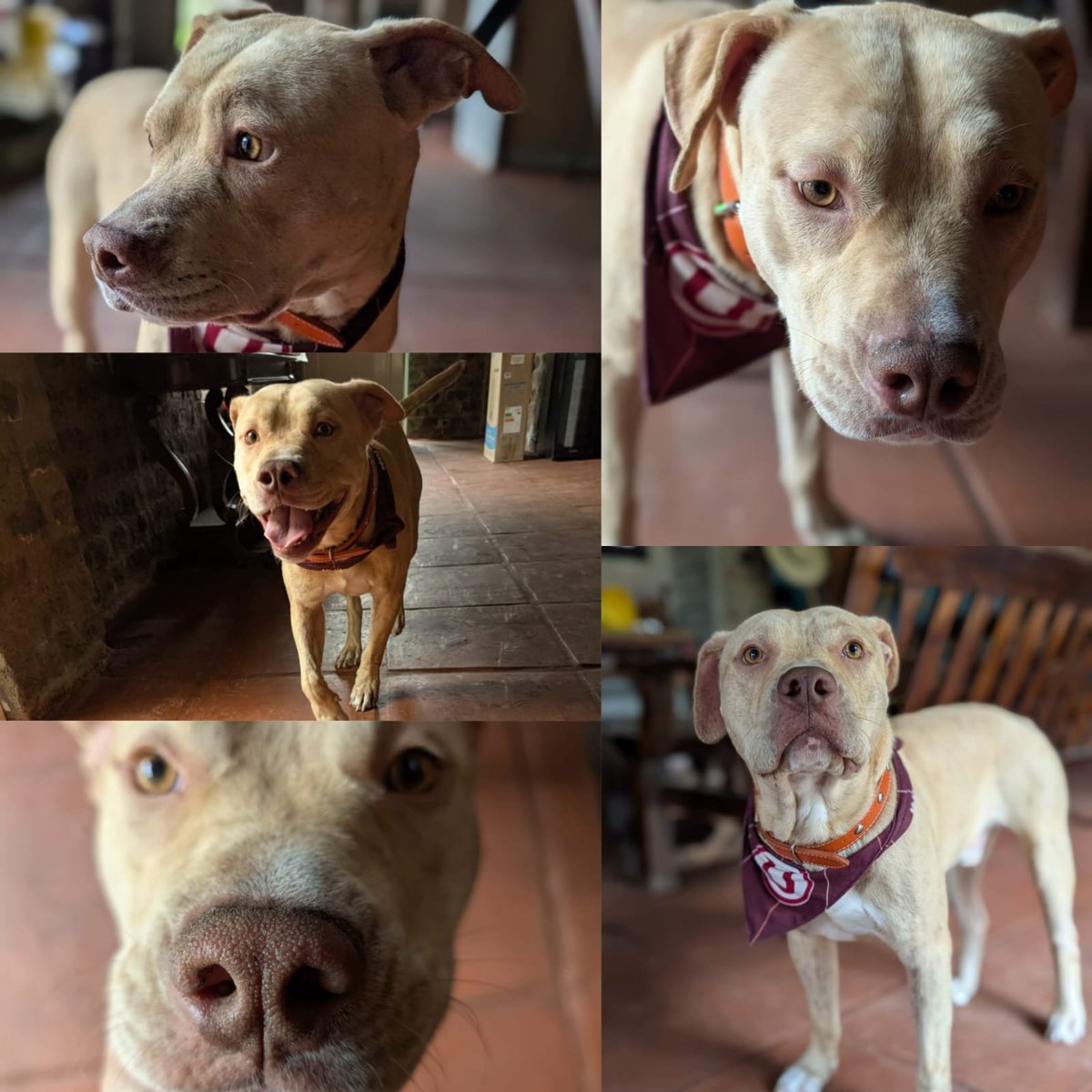 Atención 🚨

Por favor, su apoyo! Unos amigos muy cercanos se encuentran dando en adopción a este perrito. Se está buscando una familia que lo pueda cuidar y darle el amor que merece. 

Les pido un RT para poder alcanzar a la persona que nos pueda apoyar ‼️