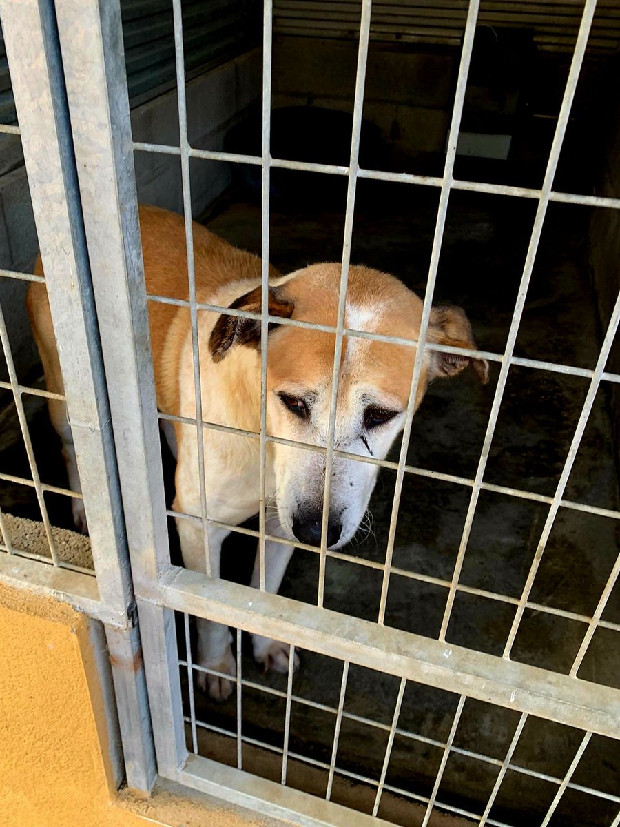 #MÁLAGA
Tiene unos 10 años y lleva en la 𝗽𝗲𝗿𝗿𝗲𝗿𝗮 𝗗𝗼𝗻 𝗔𝗻𝗶𝗺𝗮𝗹, desde 2023.
Más de dos años entre rejas… sin una cama, sin paseos, sin mimos. 💔

Solo hay que mirar su carita, esos ojos tristes que ya casi no esperan nada.
Duele verlo así. Cada día está más apagado,