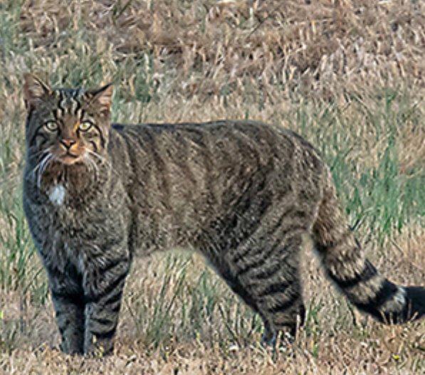 El Gato Montes se incluirá en la lista roja como vulnerable. Una joya que lleva en retroceso durante años. 
nationalredlist.org/assessments/es…