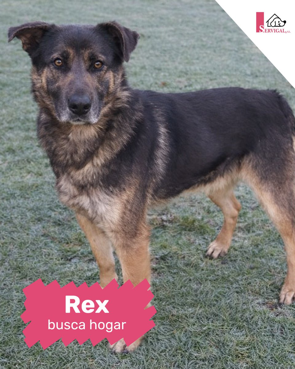 SosAbuelos1's tweet image. #ACoruña
#REX tiene 10 años y toda una presencia... Es grande, y aunque no es el típico “perro portada”… pero tiene algo que no se puede fingir: unos ojos que hablan.
Ojos que cuentan su historia, su paciencia, sus ganas de pertenecer a alguien.

Rex es noble, expresivo y muy…