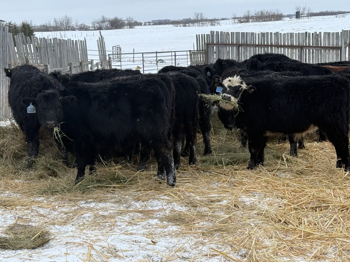 grassncows's tweet photo. These have been weaned for nearly 10 minutes… #borntoeat https://t.co/G5RALryKhr