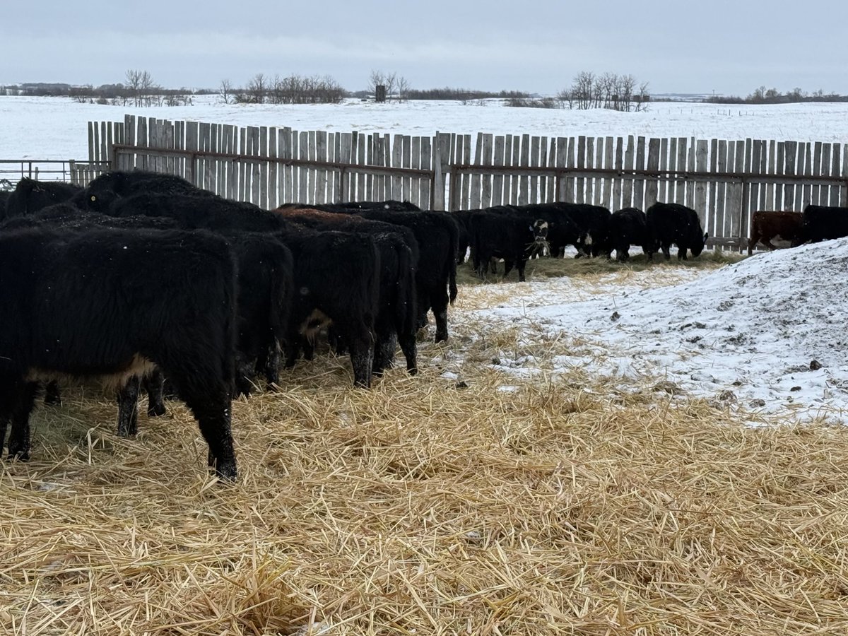 grassncows's tweet photo. These have been weaned for nearly 10 minutes… #borntoeat https://t.co/G5RALryKhr