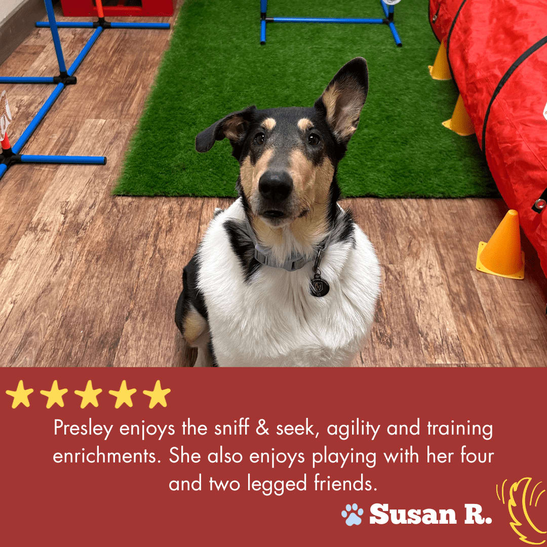 CampBowWow Henderson tweet media