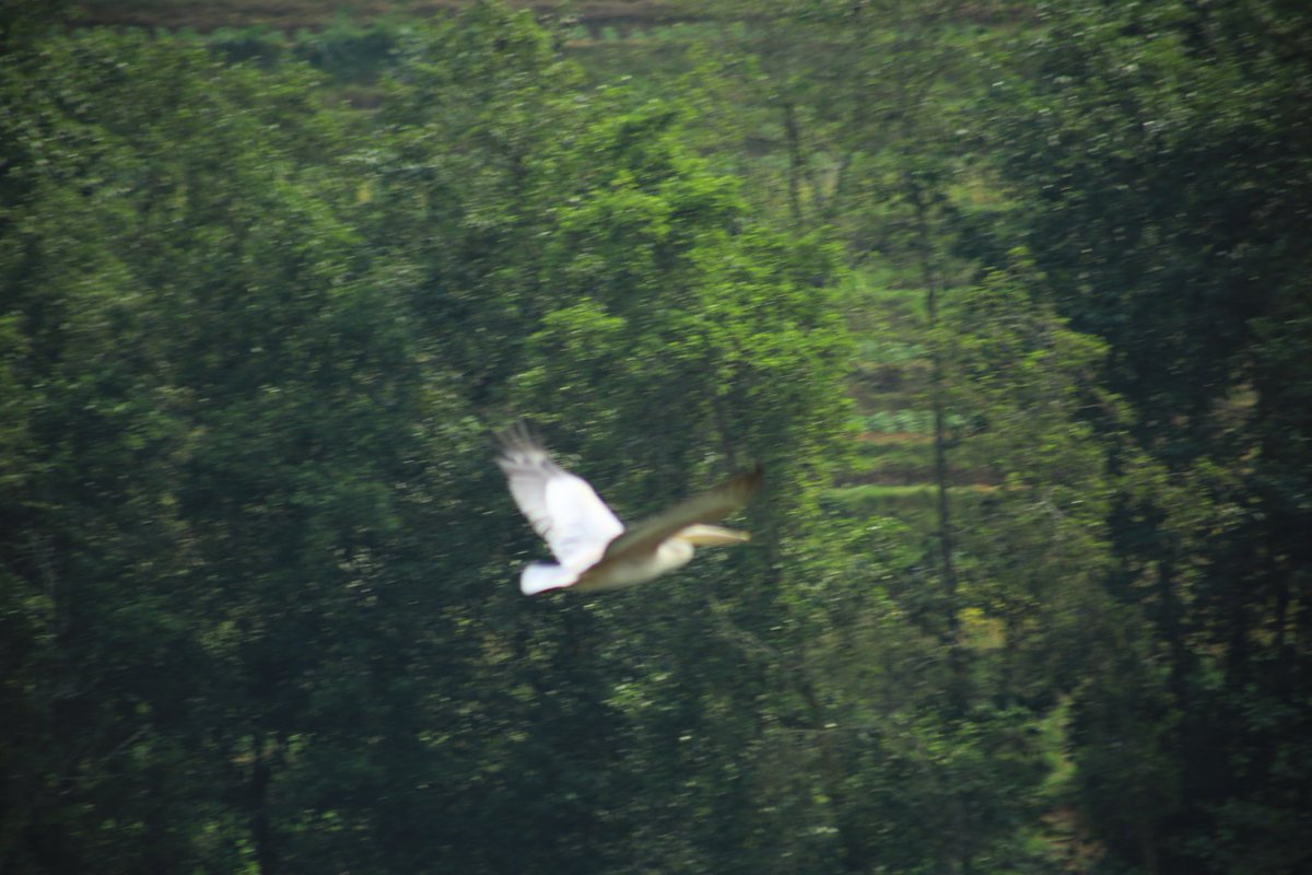A waterbirds count was conducted in key wetland and freshwater ecosystems of Rwanda. The exercise aimed to assess waterbird diversity, population abundance, and habitat condition, while contributing to long-term monitoring of wetland biodiversity.