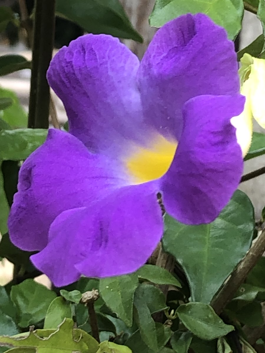 Pegasus da PaulaF7® (@filhadapaulaf7) on Twitter photo 