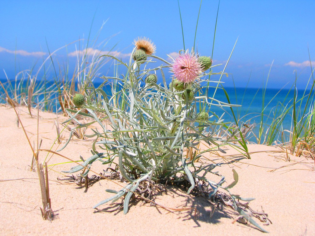 A rare Great Lakes wildflower is making a comeback and helping restore one of the most diverse plant communities in the national park system. In the 90s, just 4,200 seeds were planted in places like the Indiana Dunes. Today, Pitcher’s thistle is thriving.

greatlakesnow.org/2026/01/02/how…