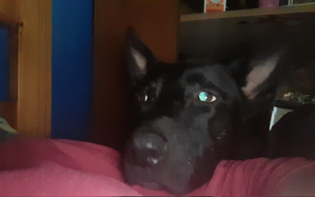 este chad me despierta de la siesta así